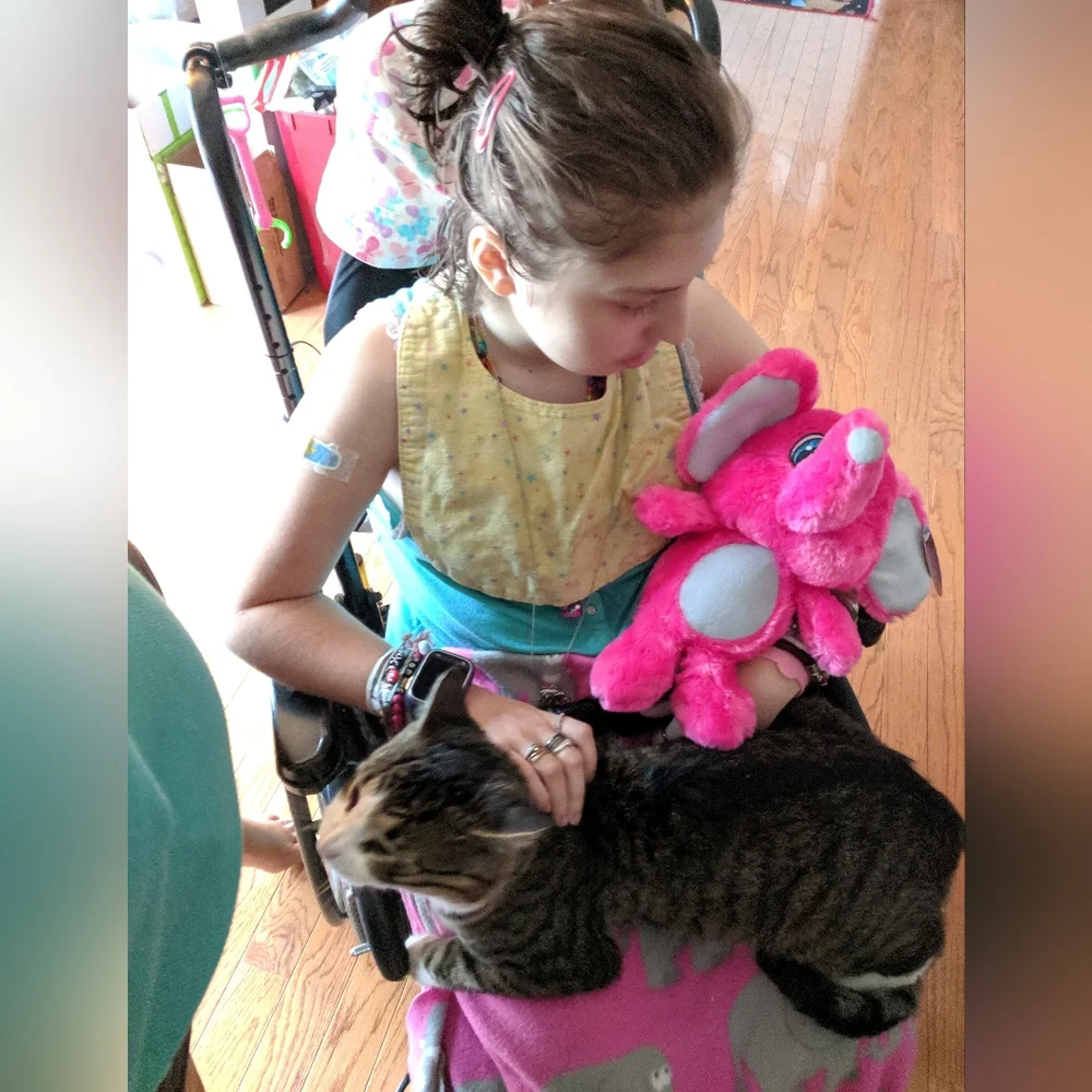 Losing your Cat Comfort Pet Companion